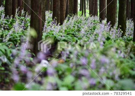 櫪木縣鹽谷町Calanthe reflexa 櫪木縣鹽谷町Calanthe reflexa 78329541
