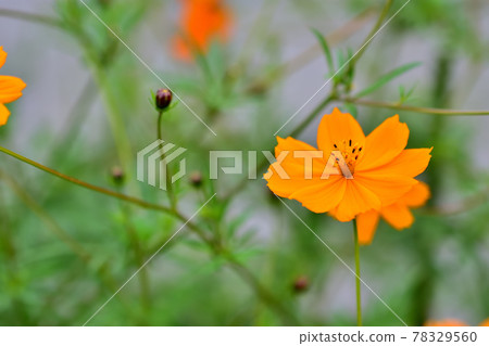 Autumn Satoyama Garden Festa 2020 Large Flower Bed Autumn Flowers, Kibana Cosmos 78329560