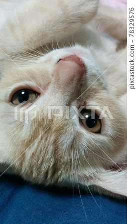 Dog x cat everyday Dog x cat everyday 78329576