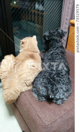Dog x cat everyday Dog x cat everyday 78329579
