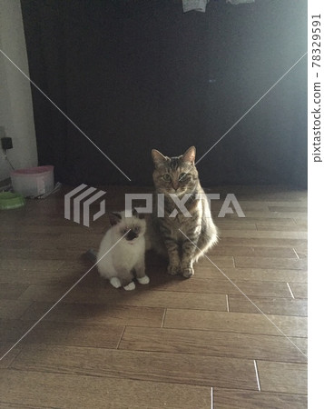 想要出現在陽台上，用眼睛吸引的貓 78329591