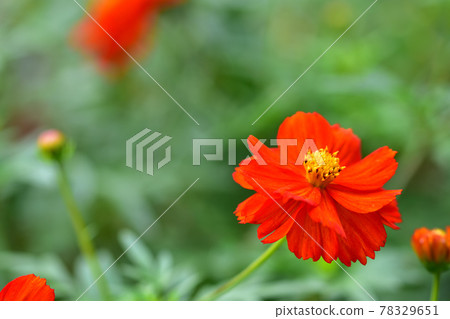 Autumn Satoyama Garden Festa 2020 Large Flower Bed Autumn Flowers, Kibana Cosmos 78329651