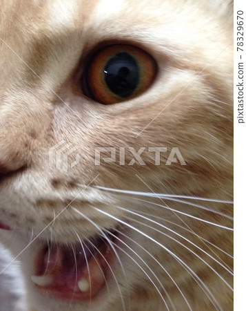Dog x cat everyday Dog x cat everyday 78329670