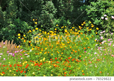 秋季里山花園節 2020 大花壇 秋花，Kibana Cosmos 78329822