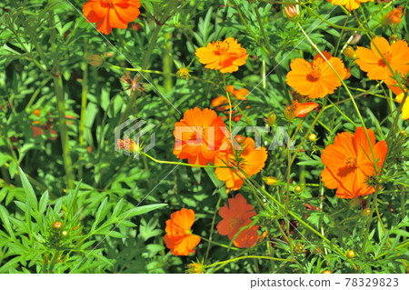 秋季里山花園節 2020 大花壇 秋花，Kibana Cosmos 78329823