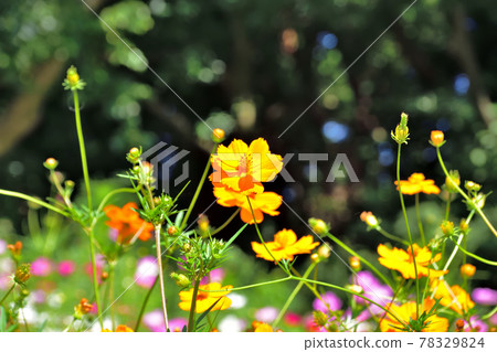 秋季里山花園節 2020 大花壇 秋花，Kibana Cosmos 78329824