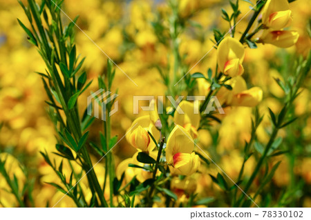 Flowers of Enishida - Stock Photo [78330102] - PIXTA