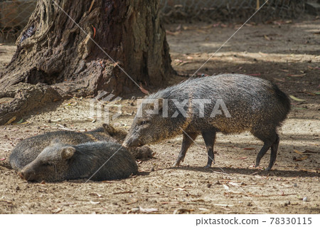 Kubiwa Peccary 78330115