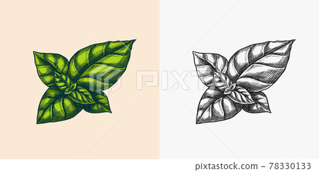 Basil leaves for Pesto sauce. Green vegetarian food. Engraved hand drawn sketch. Basil leaves for Pesto sauce. Green vegetarian food. Engraved hand drawn sketch. 78330133