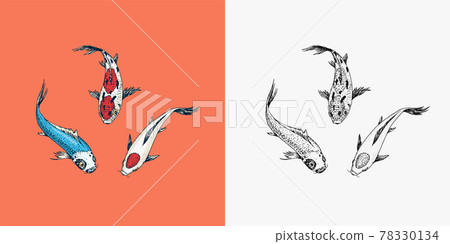Koi carp, Japanese fish. Korean animal. Engraved hand drawn line art Vintage tattoo monochrome Koi carp, Japanese fish. Korean animal. Engraved hand drawn line art Vintage tattoo monochrome 78330134