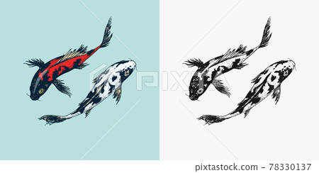 Koi carp, Japanese fish. Korean animal. Engraved hand drawn line art Vintage tattoo monochrome 78330137