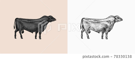 Domestic Cow. Farm animal. Vintage sketch for shop. Badge for t-shirts. Hand Drawn engrave Vector Domestic Cow. Farm animal. Vintage sketch for shop. Badge for t-shirts. Hand Drawn engrave Vector 78330138