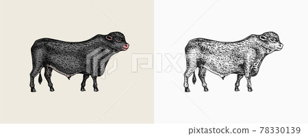 Domestic Cow. Farm animal. Vintage sketch for shop. Badge for t-shirts. Hand Drawn engrave Vector Domestic Cow. Farm animal. Vintage sketch for shop. Badge for t-shirts. Hand Drawn engrave Vector 78330139