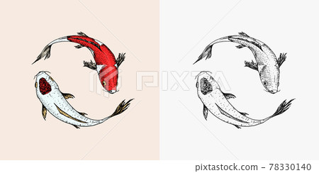 Koi carp, Japanese fish. Korean animal. Engraved hand drawn line art Vintage tattoo monochrome Koi carp, Japanese fish. Korean animal. Engraved hand drawn line art Vintage tattoo monochrome 78330140