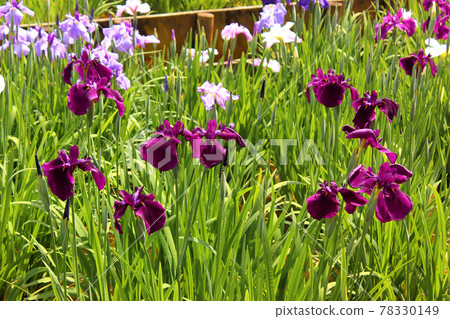 Hanashobu (7) in Kitayama Park in Higashimurayama City, which is in full bloom 78330149