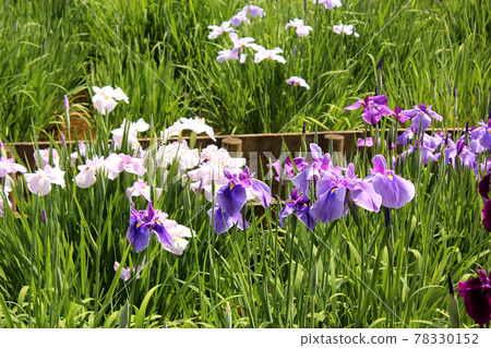 盛開的東村山市北山公園內的花掌(8) 盛開的東村山市北山公園內的花掌(8) 78330152