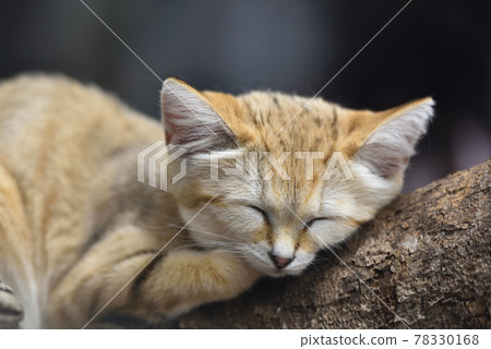 Sunaneko 78330168