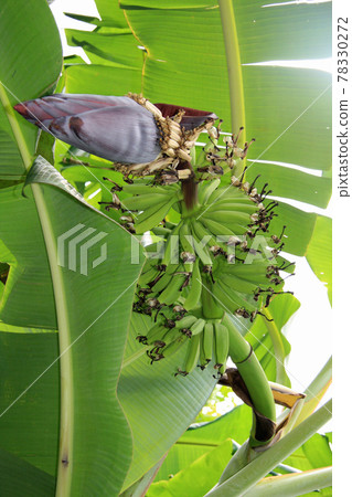 Banana fruit just after the flowers are finished Banana fruit just after the flowers are finished 78330272