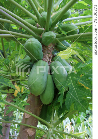 Cultivation of papaya 78330273