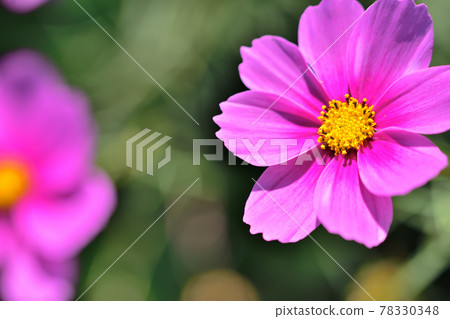 Autumn Satoyama Garden Festa 2020 Large Flower Bed Autumn Flowers / Cosmos Autumn Satoyama Garden Festa 2020 Large Flower Bed Autumn Flowers / Cosmos 78330348