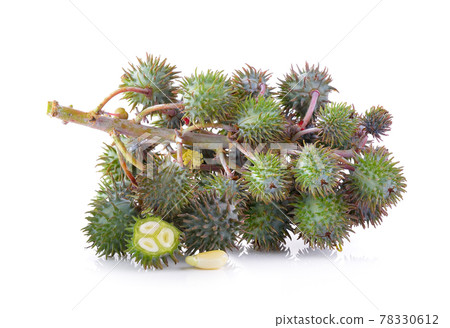 Castor oil plant on white 78330612