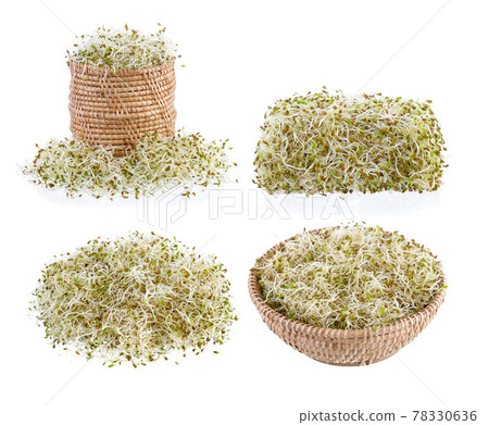 Sprouted alfalfa seeds isolated on a white 78330636