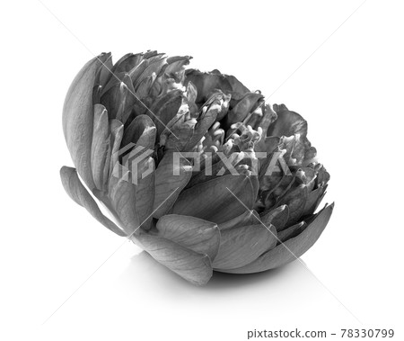 black and white lotus flower on white 78330799