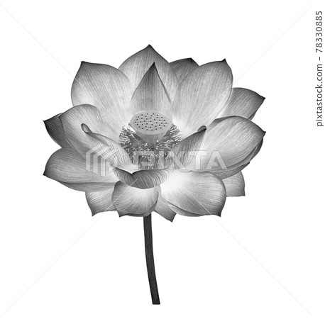 Lotus in black and white on white background 78330885