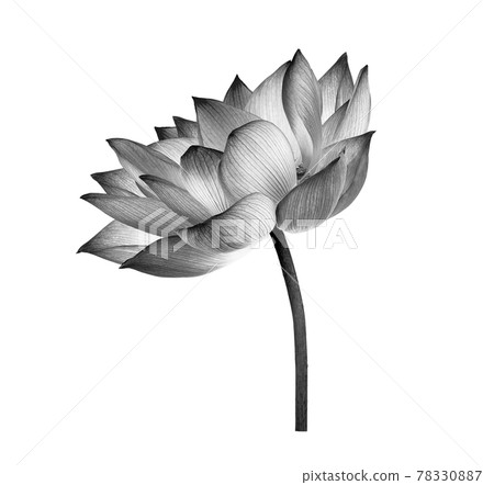black lotus flower on white background 78330887