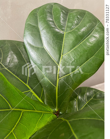 Top view of fiddle leaf fig 78331127
