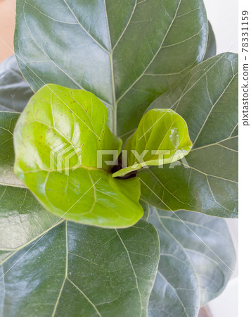 Top view of fiddle leaf fig 78331159