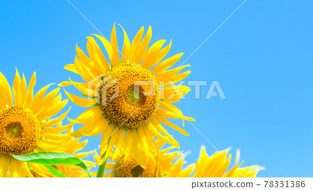 Sunflower (at Nanohana Park, Iiyama City) 78331386