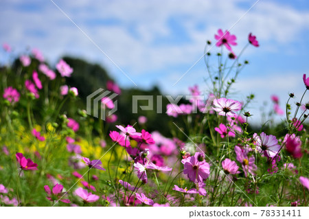 秋季里山花園節 2020 大花壇 秋花 / 波斯菊 78331411