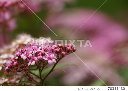 Tottori four season walk summer encounter forest 78331480