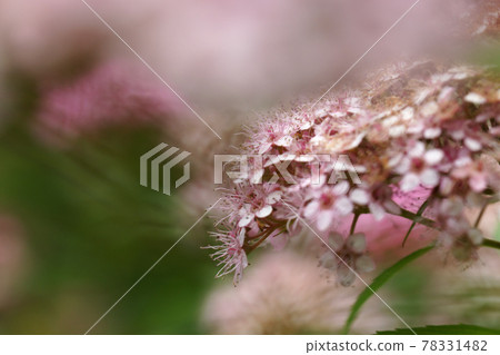 Tottori four season walk summer encounter forest 78331482