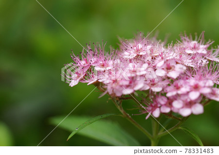 Tottori four season walk summer encounter forest 78331483