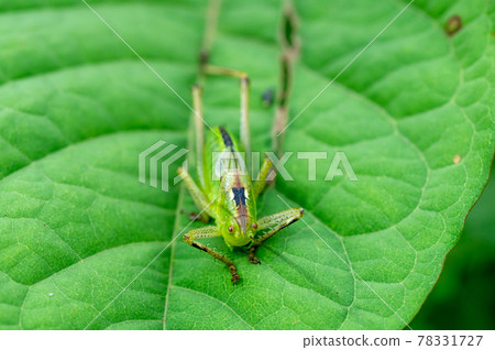 Tettigonia orientalis 最後齡幼蟲 78331727