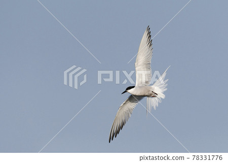 蒼蠅飛 蒼蠅飛 78331776