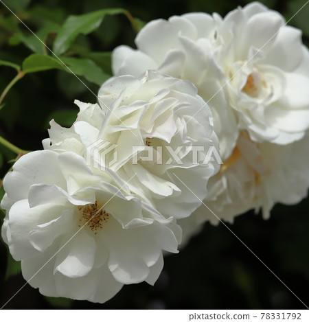 春天玫瑰特寫 Verny 公園 春天玫瑰特寫 Verny 公園 78331792