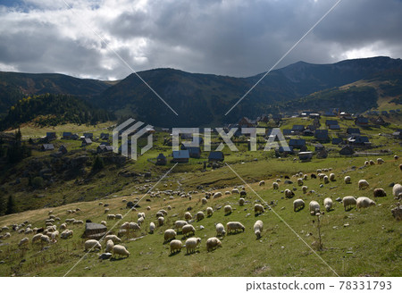 The sunlight shines on the forest Japanese ranch above the Lana mountain range, and the sheep group Japanese Kogiya. 78331793