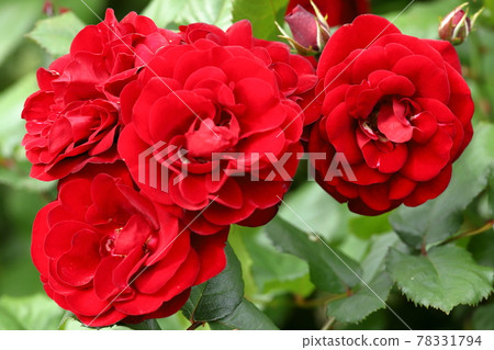 春天玫瑰特寫 Verny 公園 春天玫瑰特寫 Verny 公園 78331794