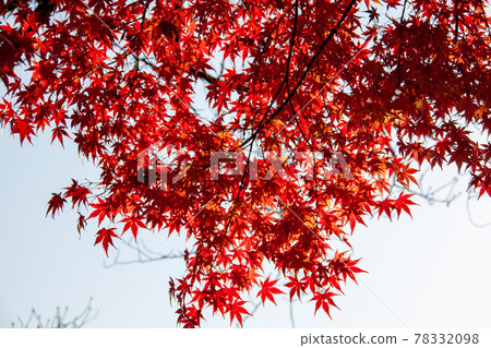 楓葉變成鮮紅色 78332098