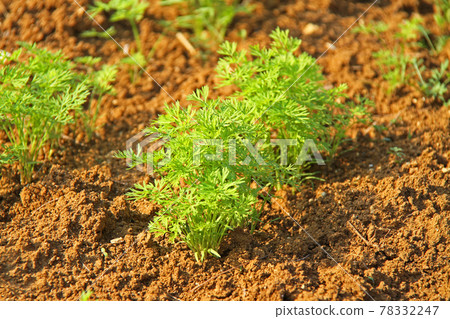 Scenery of Tsuken Island, Okinawa Carrot seedlings Scenery of Tsuken Island, Okinawa Carrot seedlings 78332247