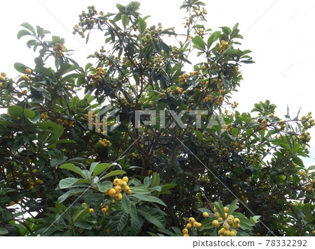 Fruit of loquat Fruit of loquat 78332292
