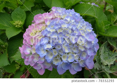 Two-color hydrangea flowers 78332293