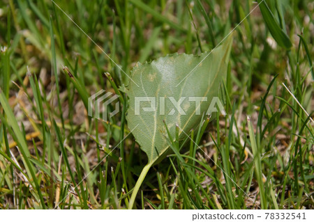 plant, leaf, green, greenery, grass, turf, lawn, nature 78332541
