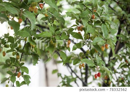 Fresh and pretty barley fruit Fresh and pretty barley fruit 78332562