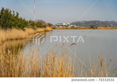 鳥取縣米子市春天的米子水鳥公園夜景 鳥取縣米子市春天的米子水鳥公園夜景 78332638