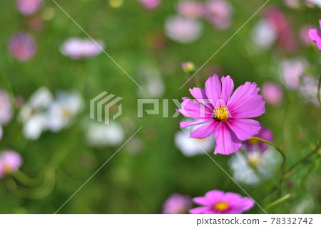 Autumn Satoyama Garden Festa 2020 Large Flower Bed Autumn Flowers / Cosmos Autumn Satoyama Garden Festa 2020 Large Flower Bed Autumn Flowers / Cosmos 78332742