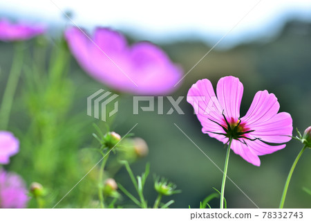 Autumn Satoyama Garden Festa 2020 Large Flower Bed Autumn Flowers / Cosmos 78332743